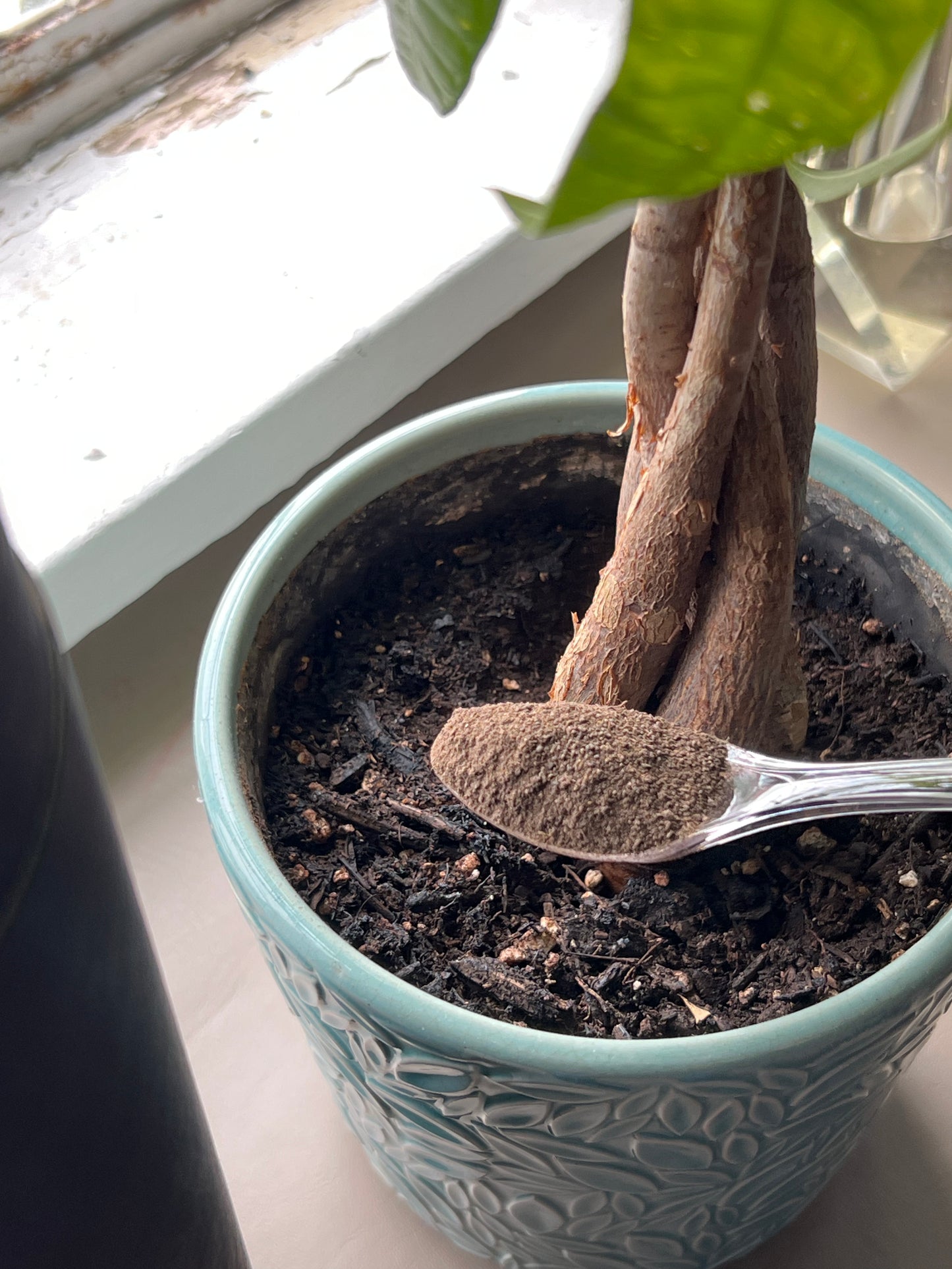 Rüüt Immunity | Train Your Plant's Natural Defenses